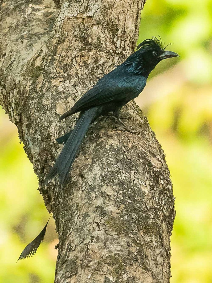 Greater Racket-tailed Drongo - ML619934246