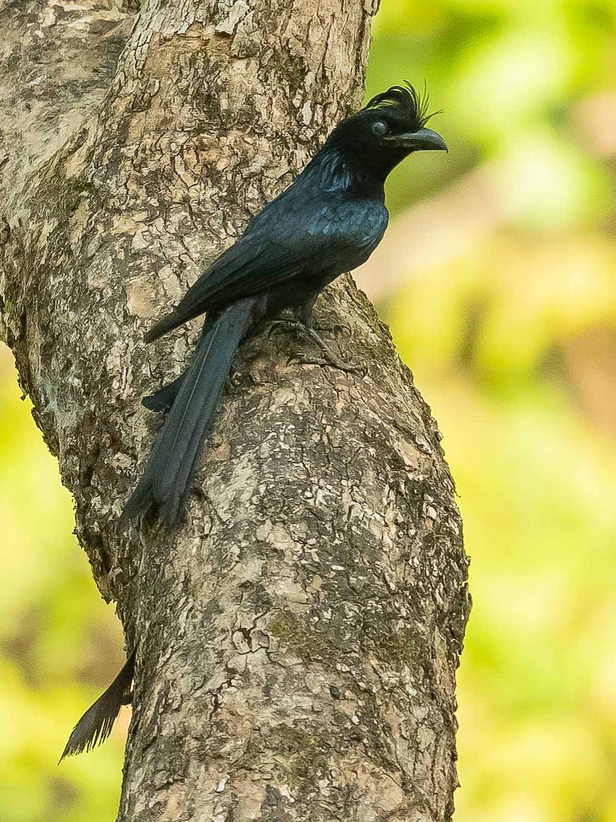Greater Racket-tailed Drongo - ML619934247