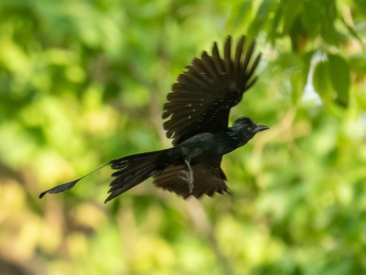 Greater Racket-tailed Drongo - ML619934248