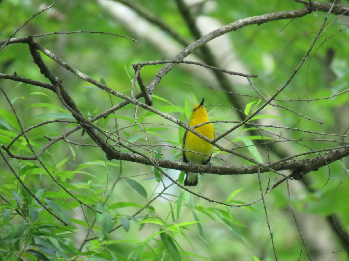 Prothonotary Warbler - ML619934254