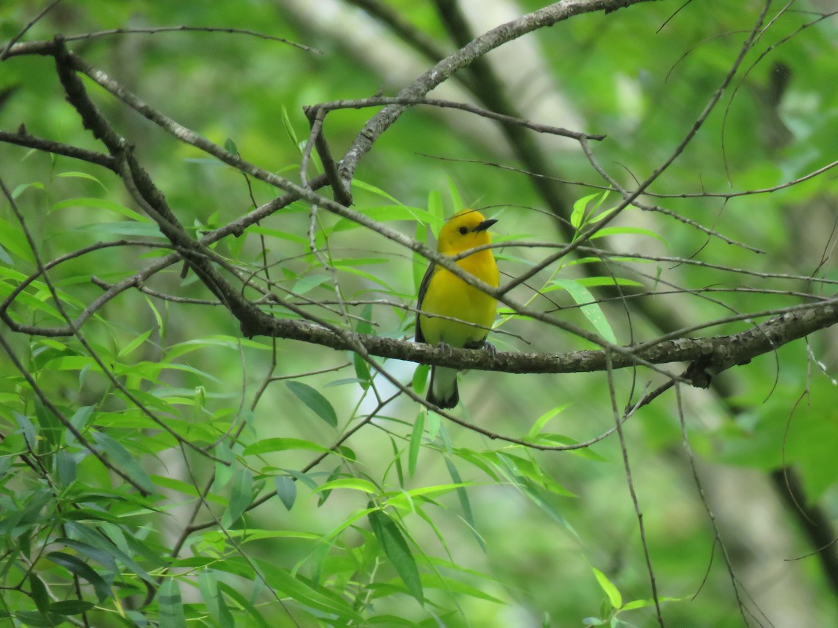 Prothonotary Warbler - ML619934255