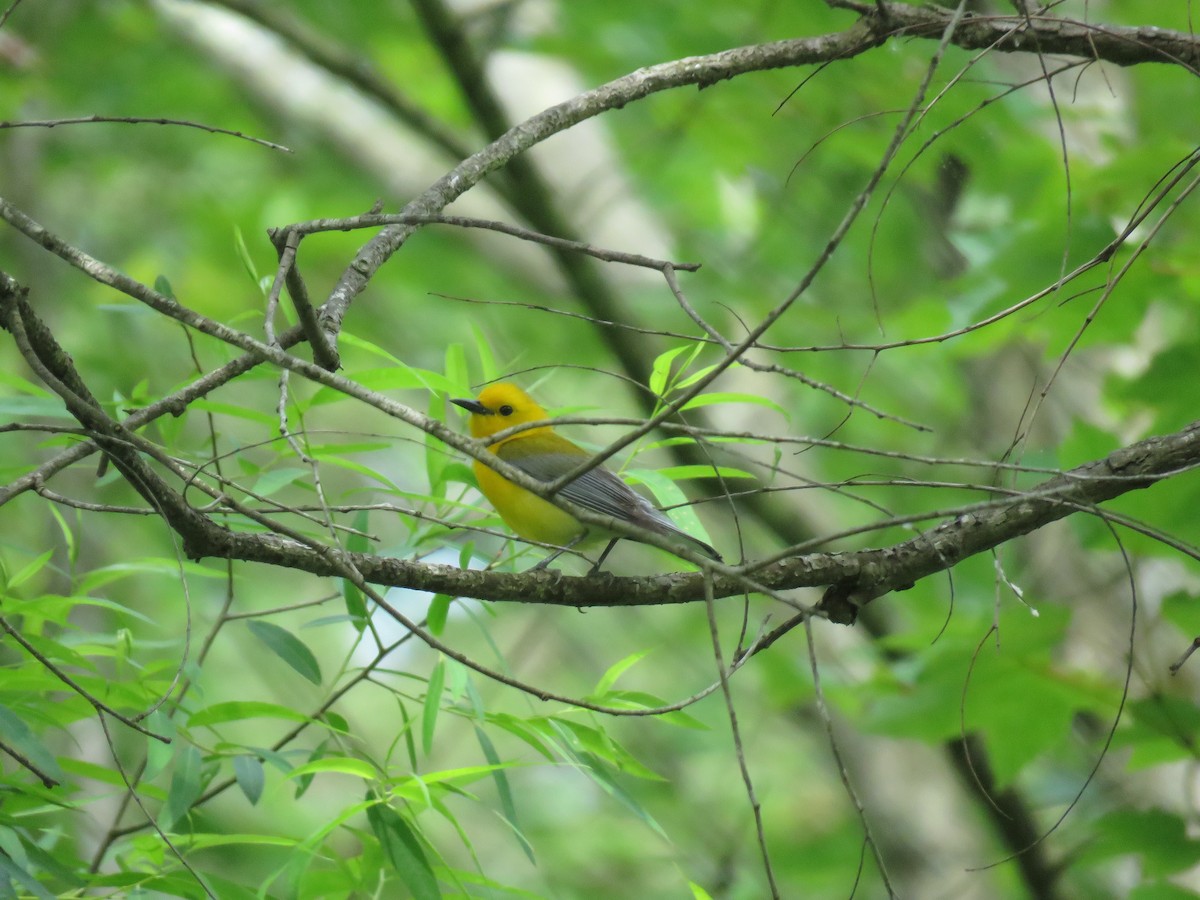 Prothonotary Warbler - Keith Jahoda