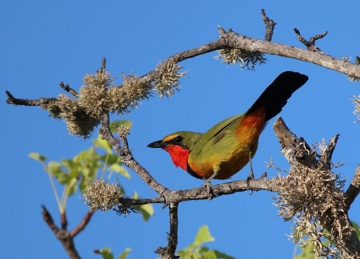 Four-colored Bushshrike - ML619934261