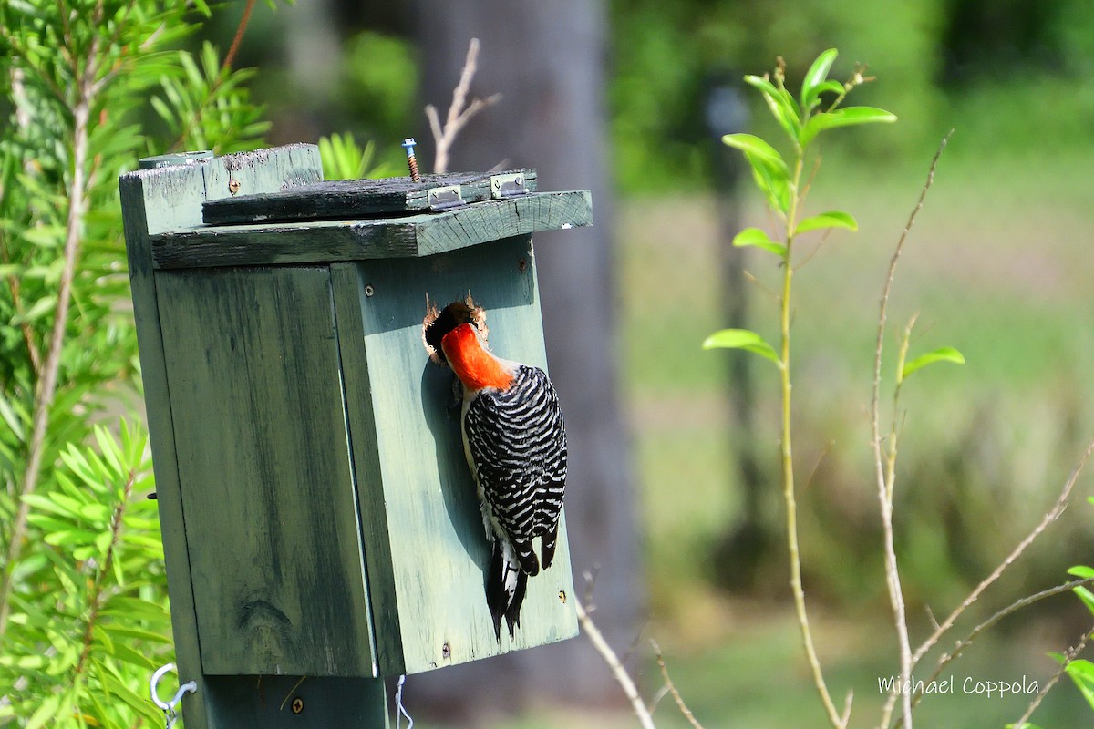 Red-bellied Woodpecker - ML619934273