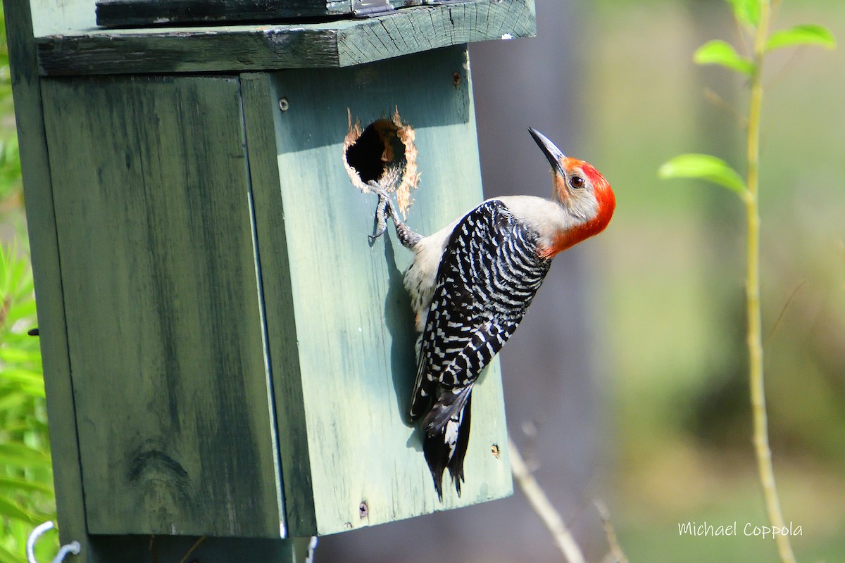 Red-bellied Woodpecker - ML619934274