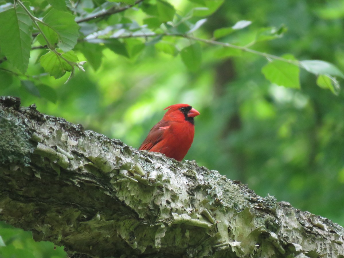 Cardinal rouge - ML619934291