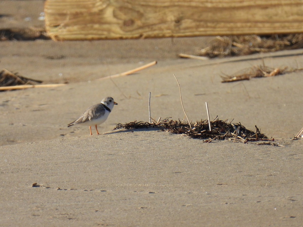 Piping Plover - ML619934294