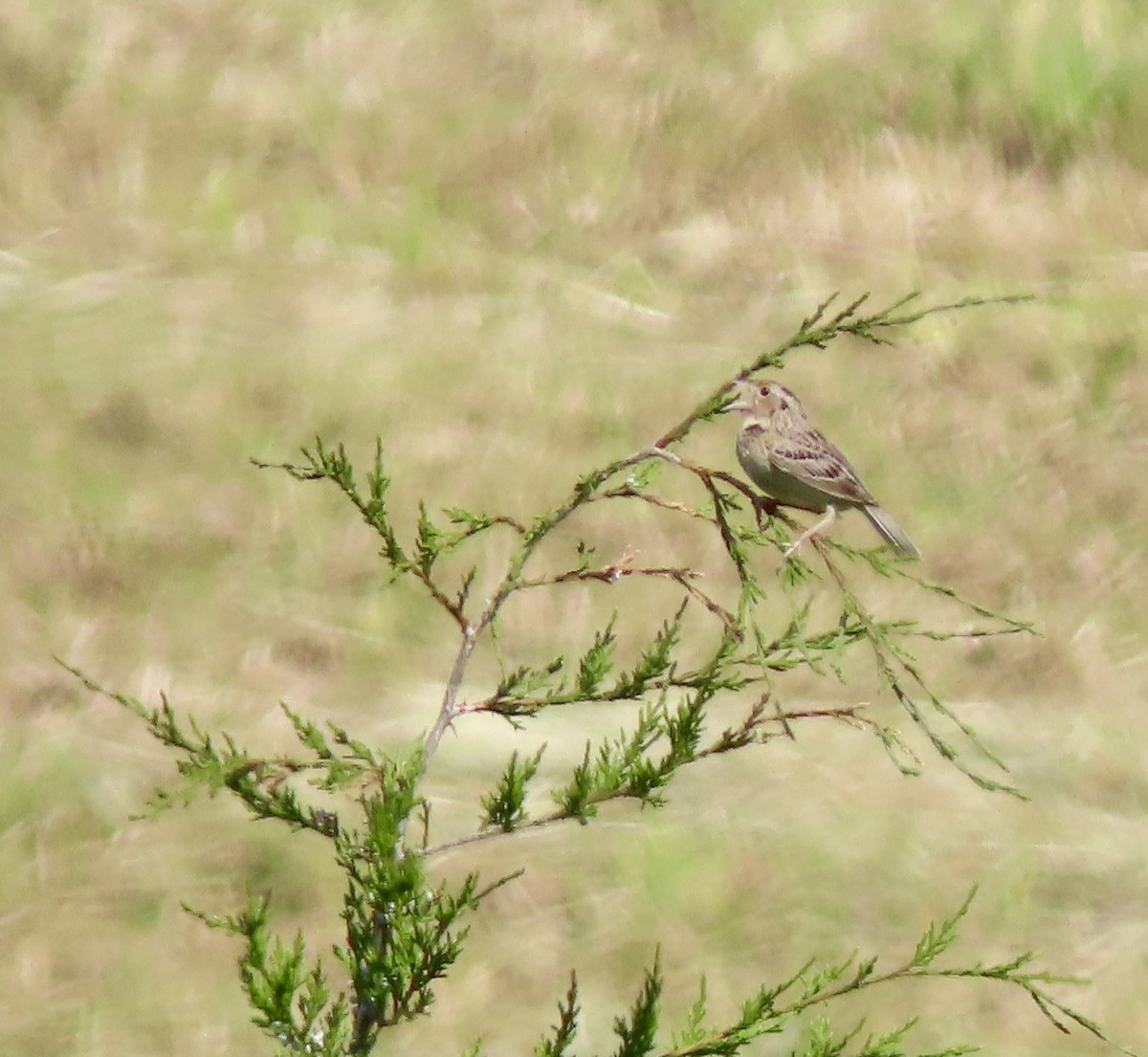 Grasshopper Sparrow - ML619934295