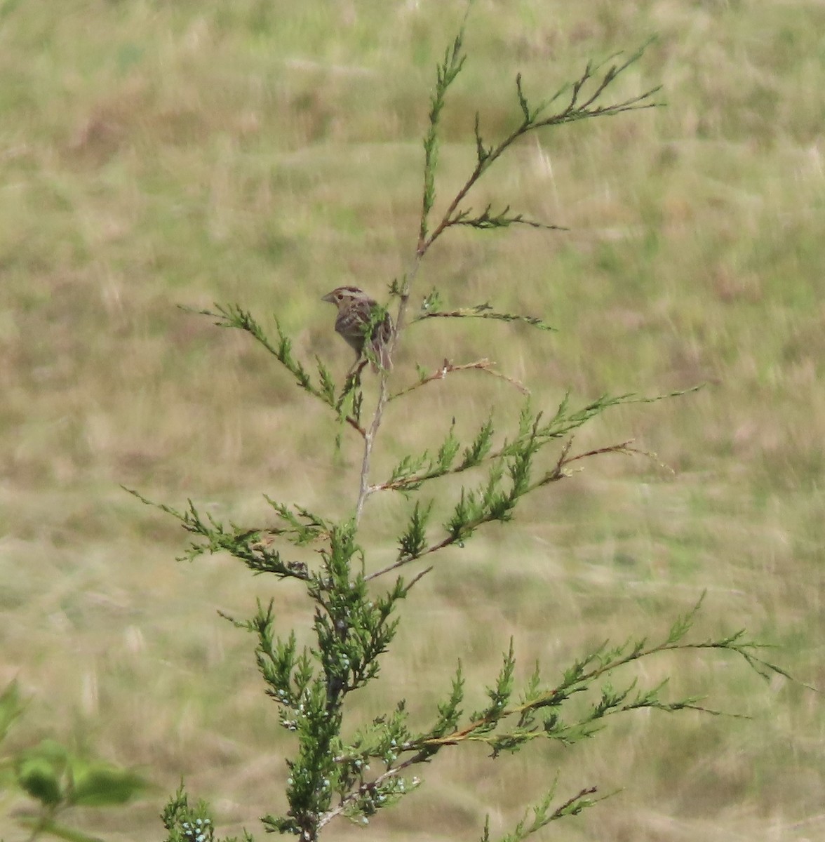 Grasshopper Sparrow - ML619934296