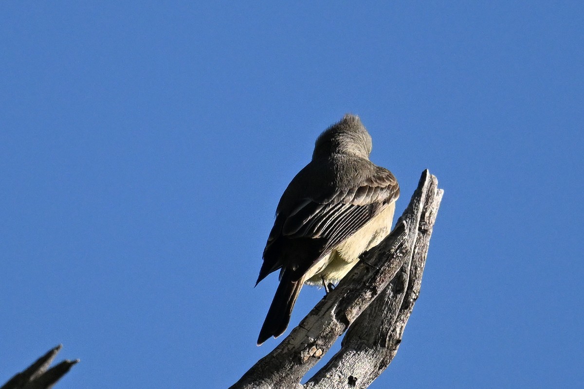 Greater Pewee - ML619934327