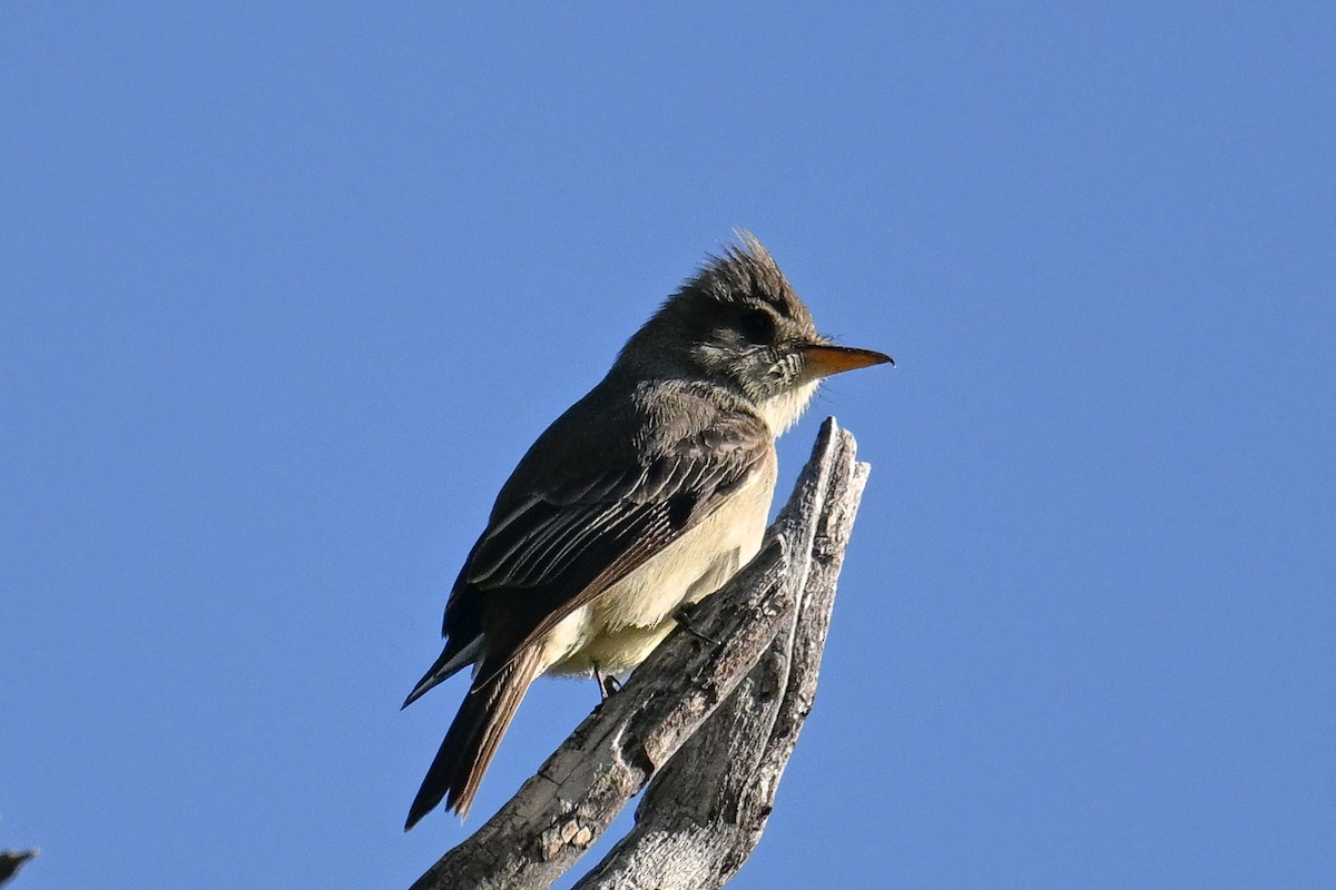 Greater Pewee - ML619934334
