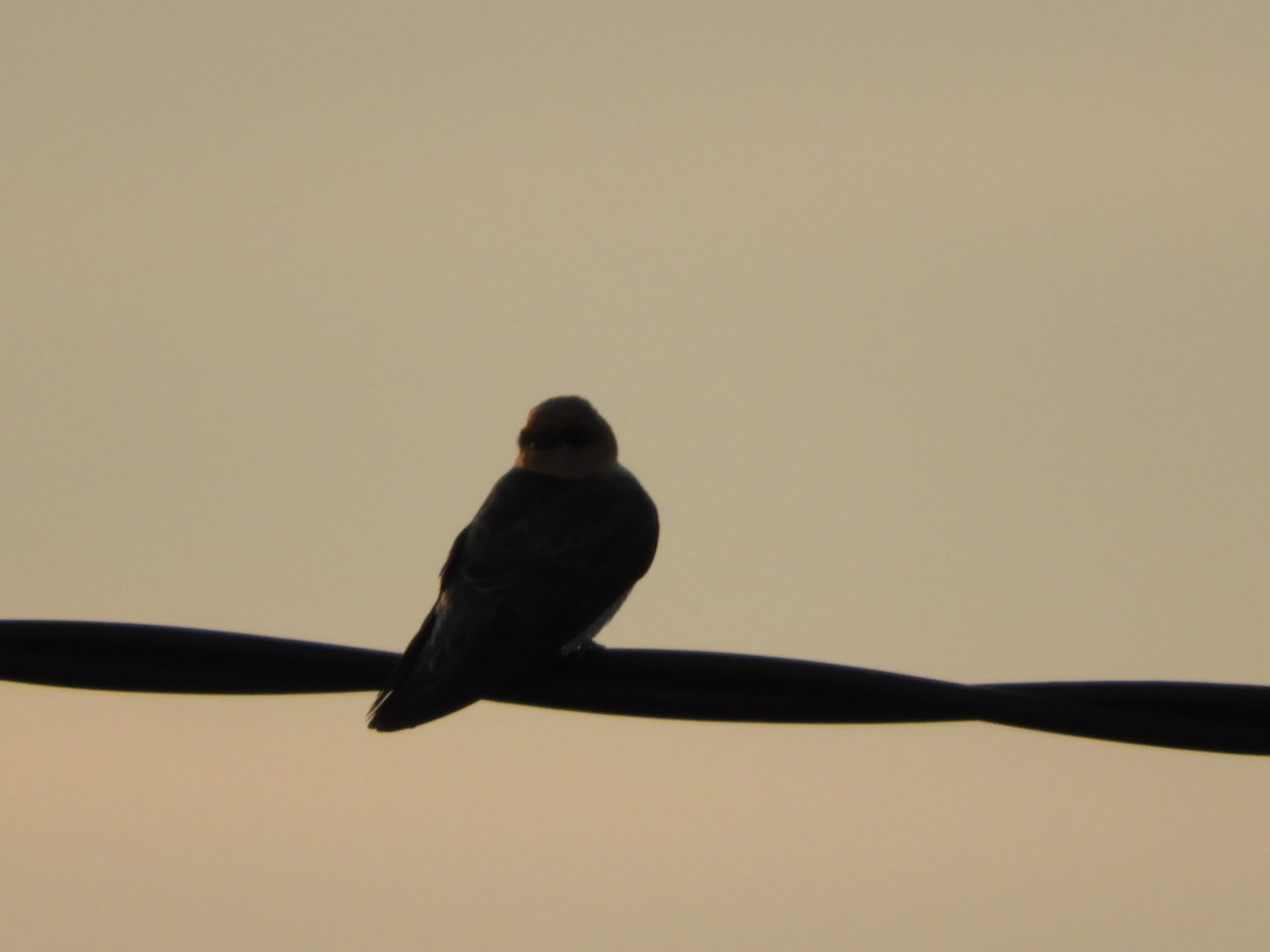 Tawny-headed Swallow - ML619934338