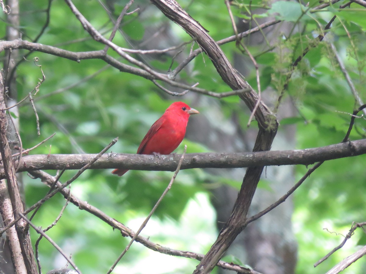 Summer Tanager - ML619934340