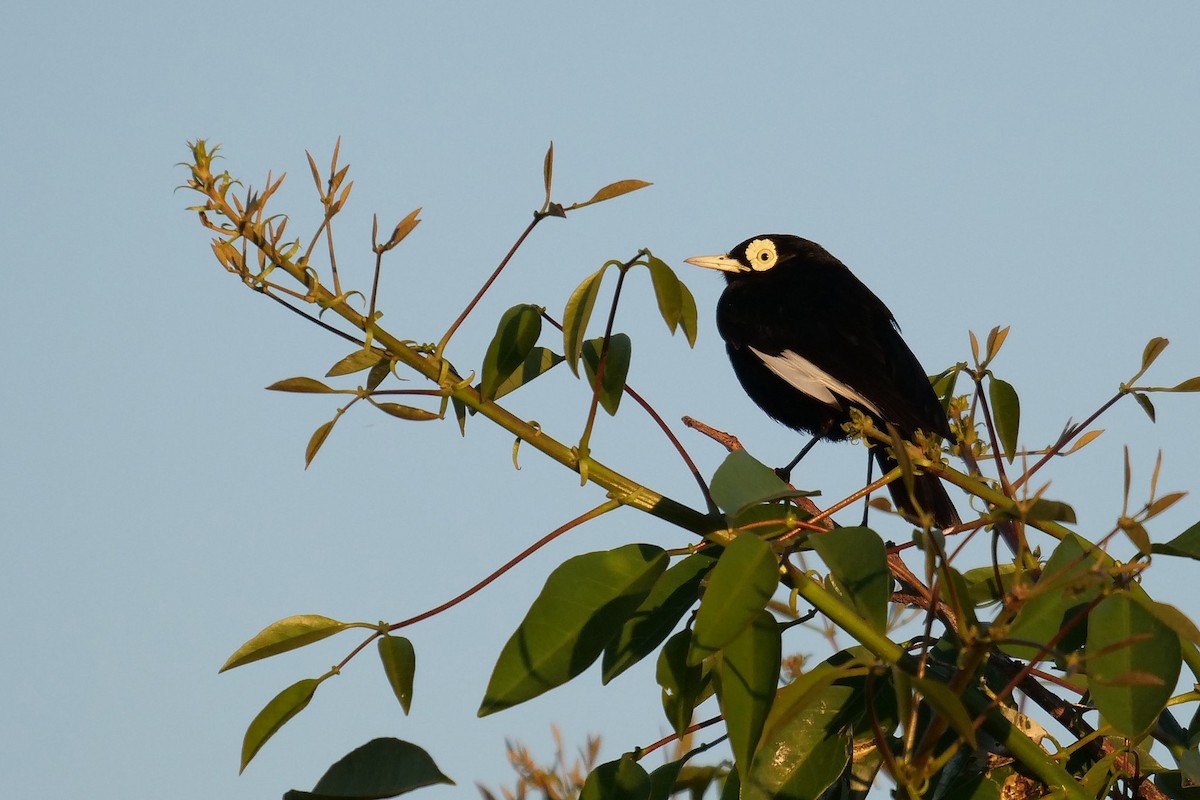 Spectacled Tyrant - ML619934342