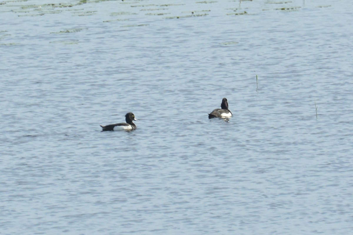 Tufted Duck - ML619934344