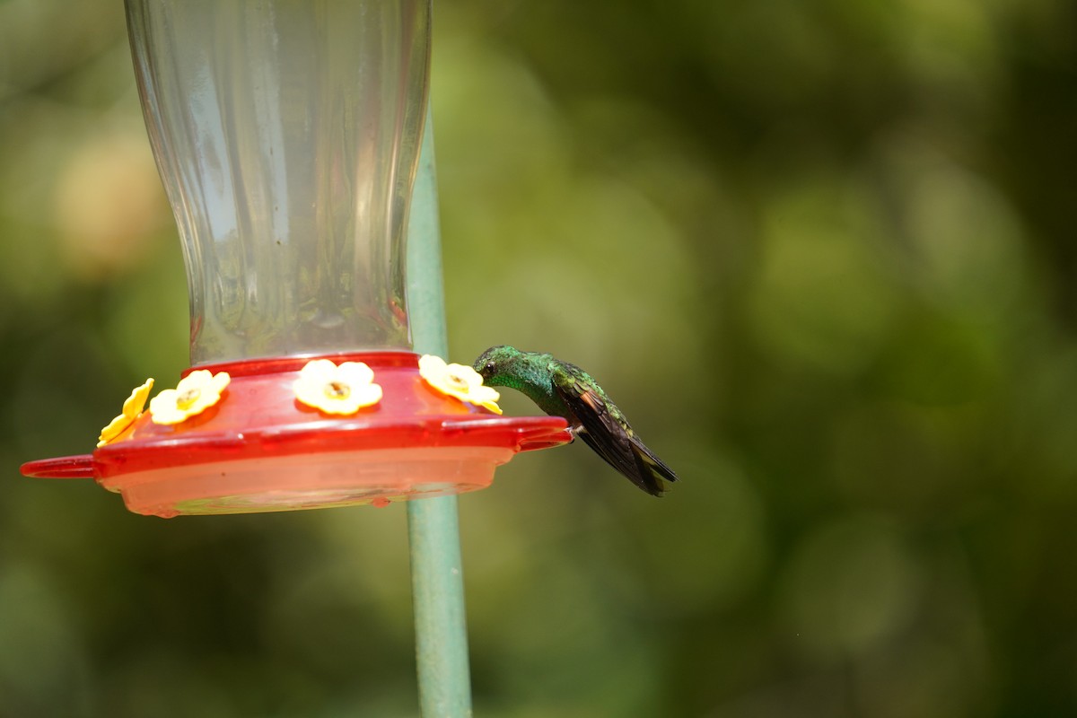 Stripe-tailed Hummingbird - ML619934345