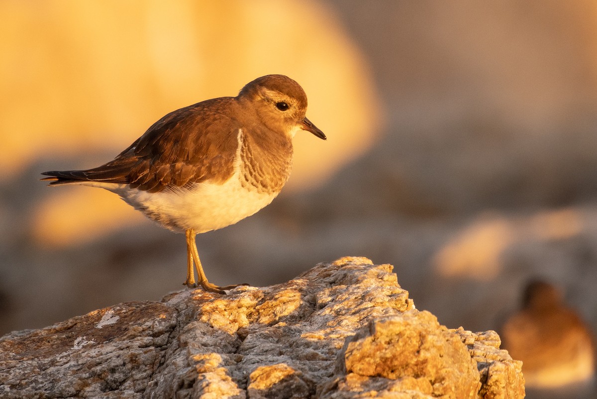 Rufous-chested Dotterel - ML619934346