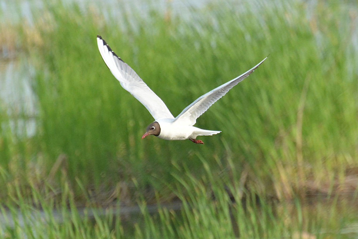 Black-headed Gull - ML619934359