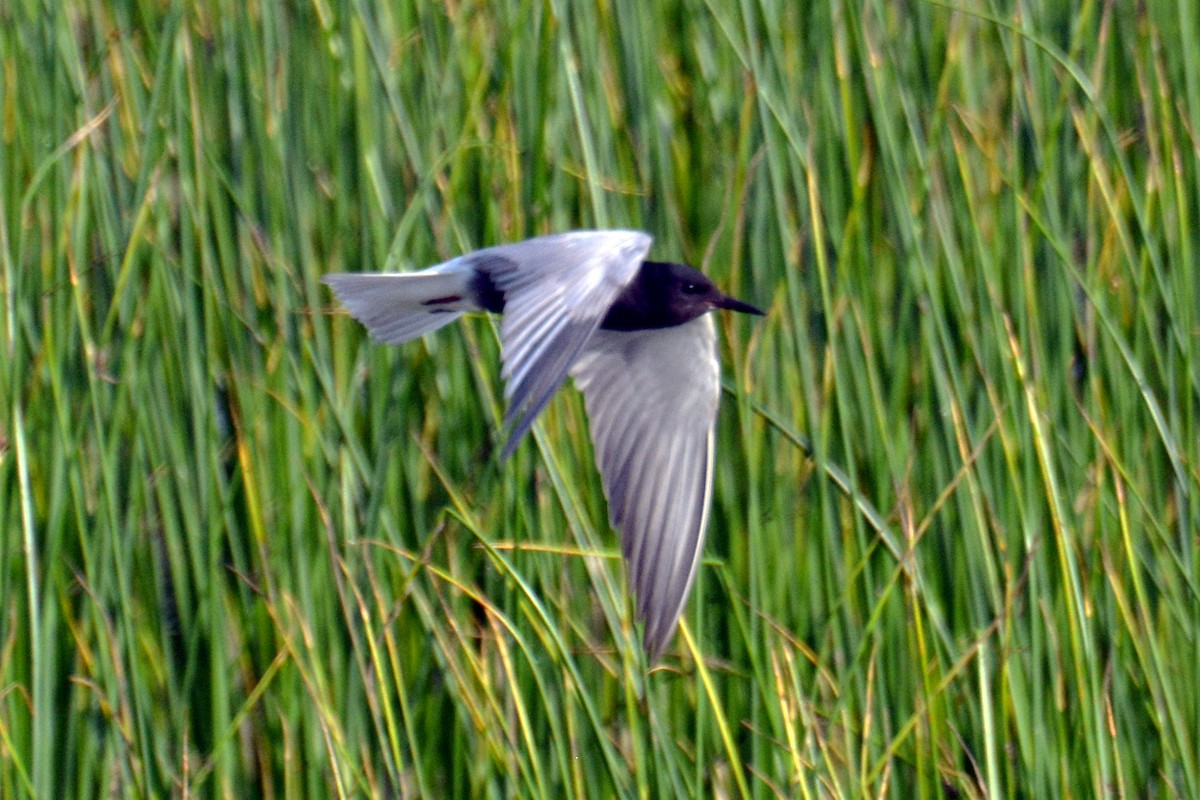 Black Tern - ML619934369