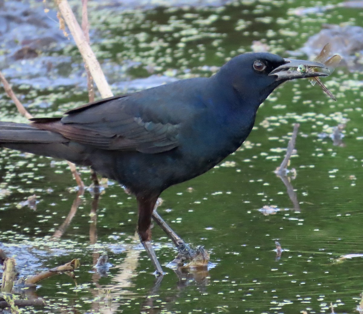 Boat-tailed Grackle - ML619934374