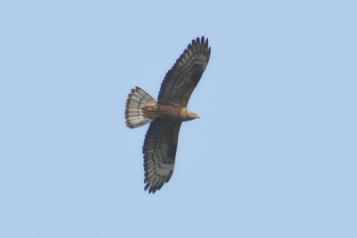 European Honey-buzzard - Svetlana Fomicheva