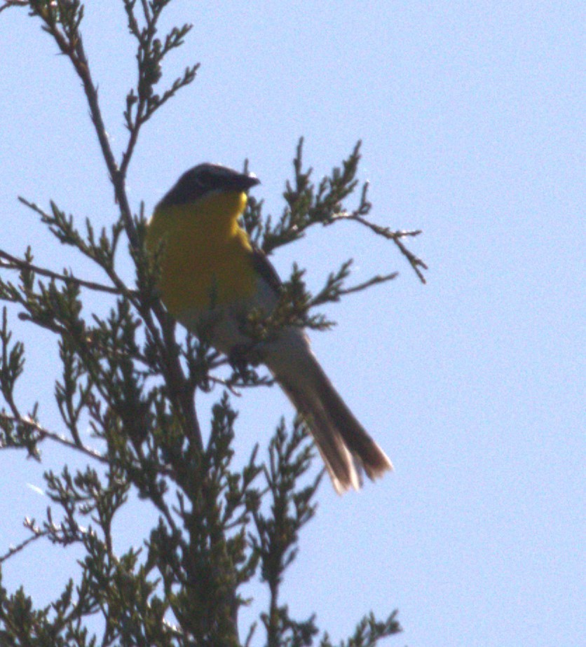 Yellow-breasted Chat - ML619934376