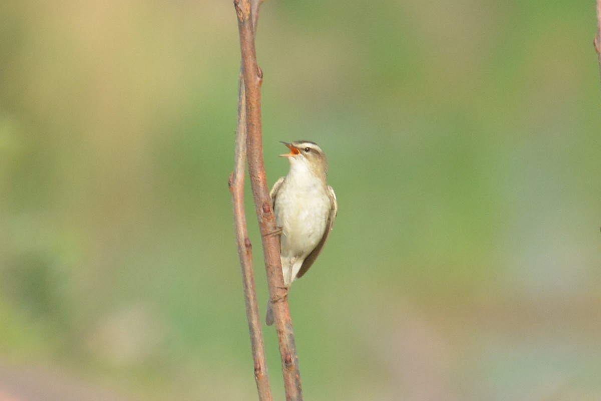 Sedge Warbler - ML619934378