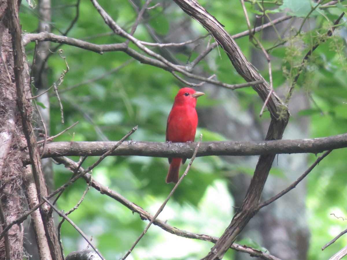 Summer Tanager - ML619934379