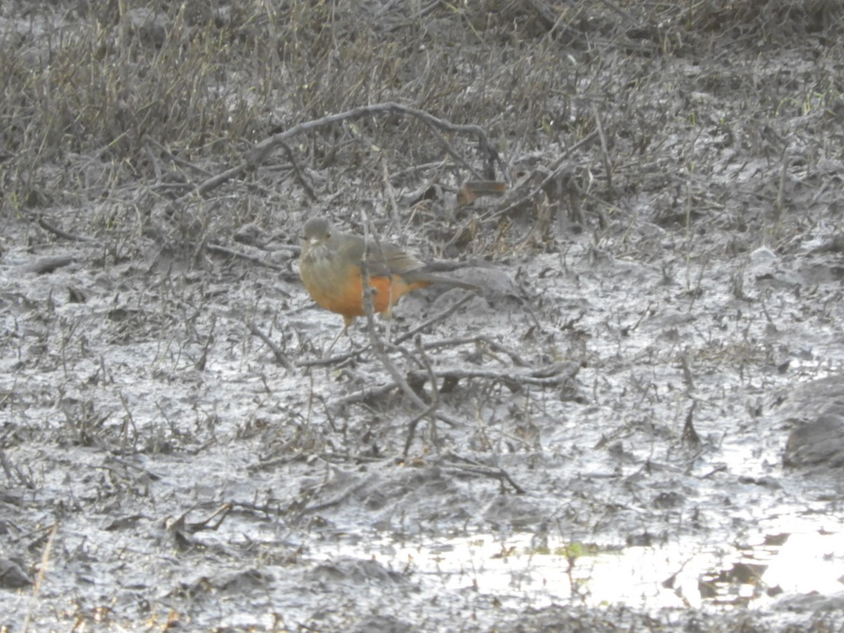 Rufous-bellied Thrush - ML619934381