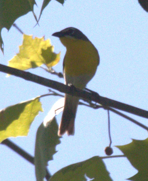 Yellow-breasted Chat - ML619934384
