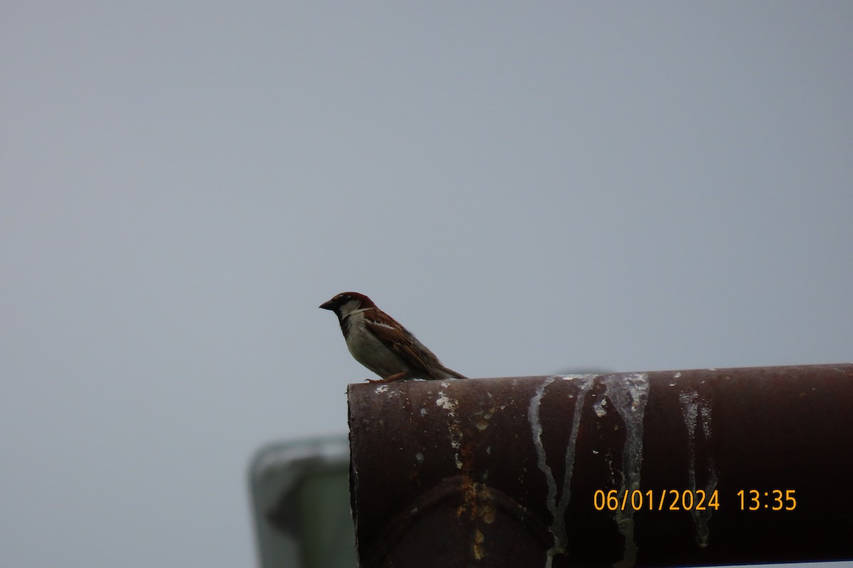 House Sparrow - ML619934389