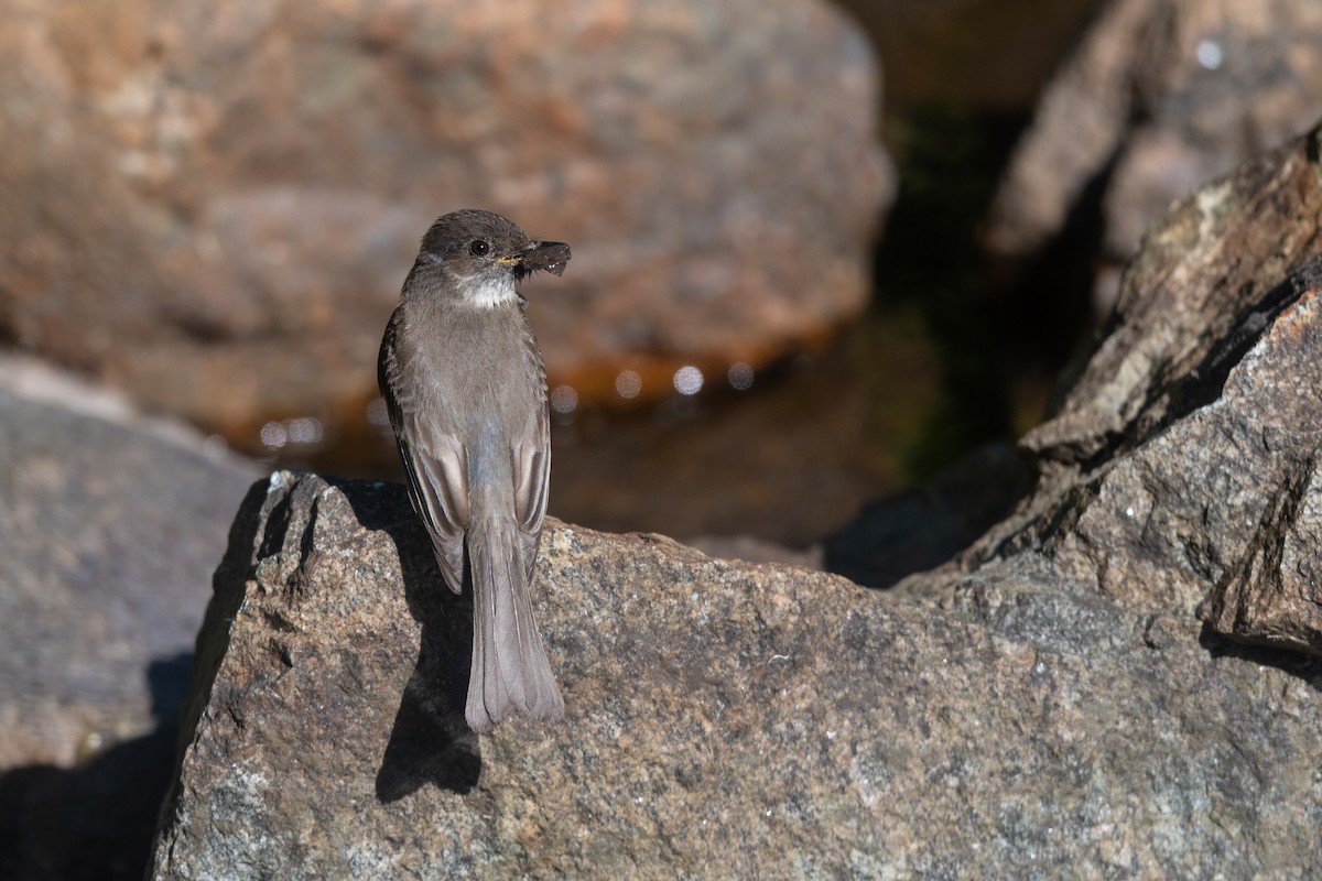 Eastern Phoebe - ML619934391