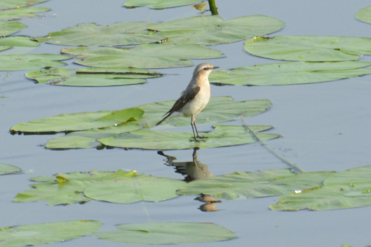 Northern Wheatear - ML619934406