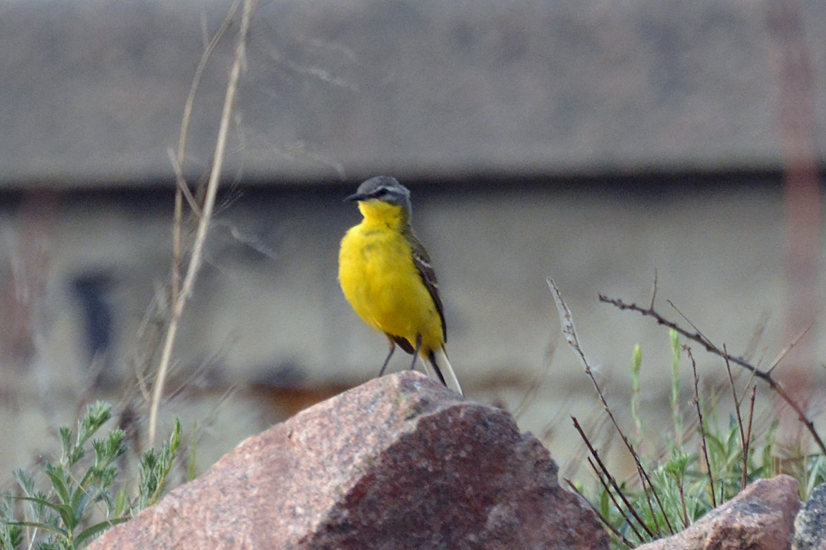 Western Yellow Wagtail - ML619934412