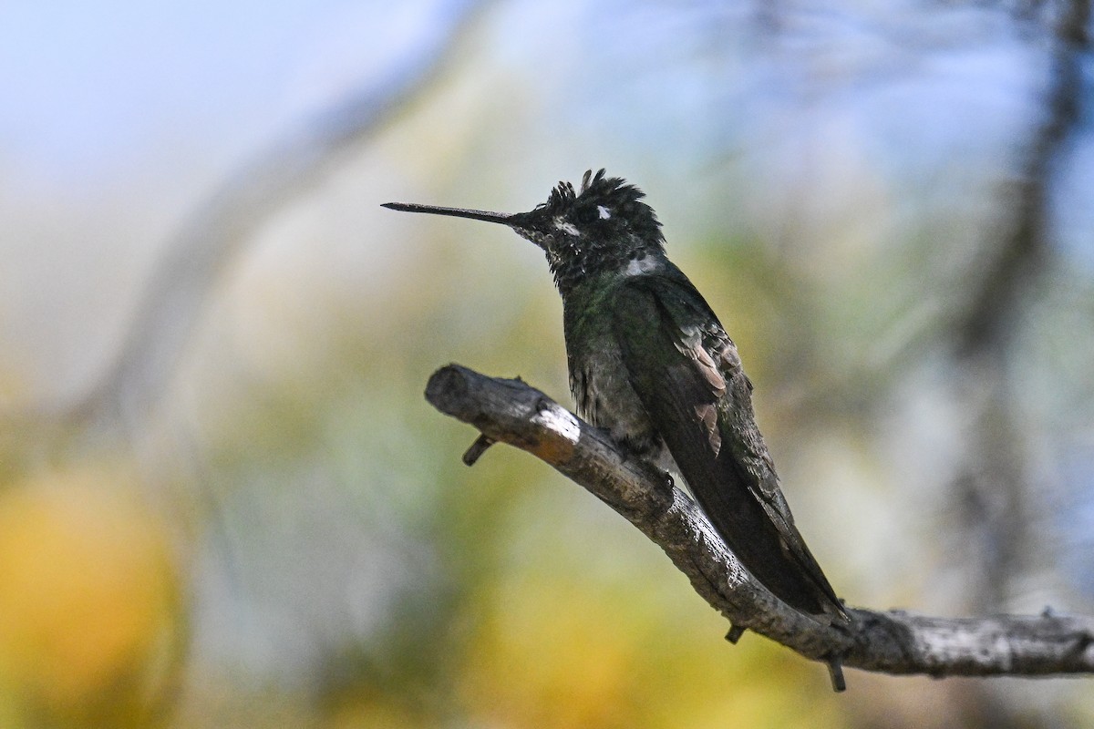 Rivoli's Hummingbird - Maryse Neukomm