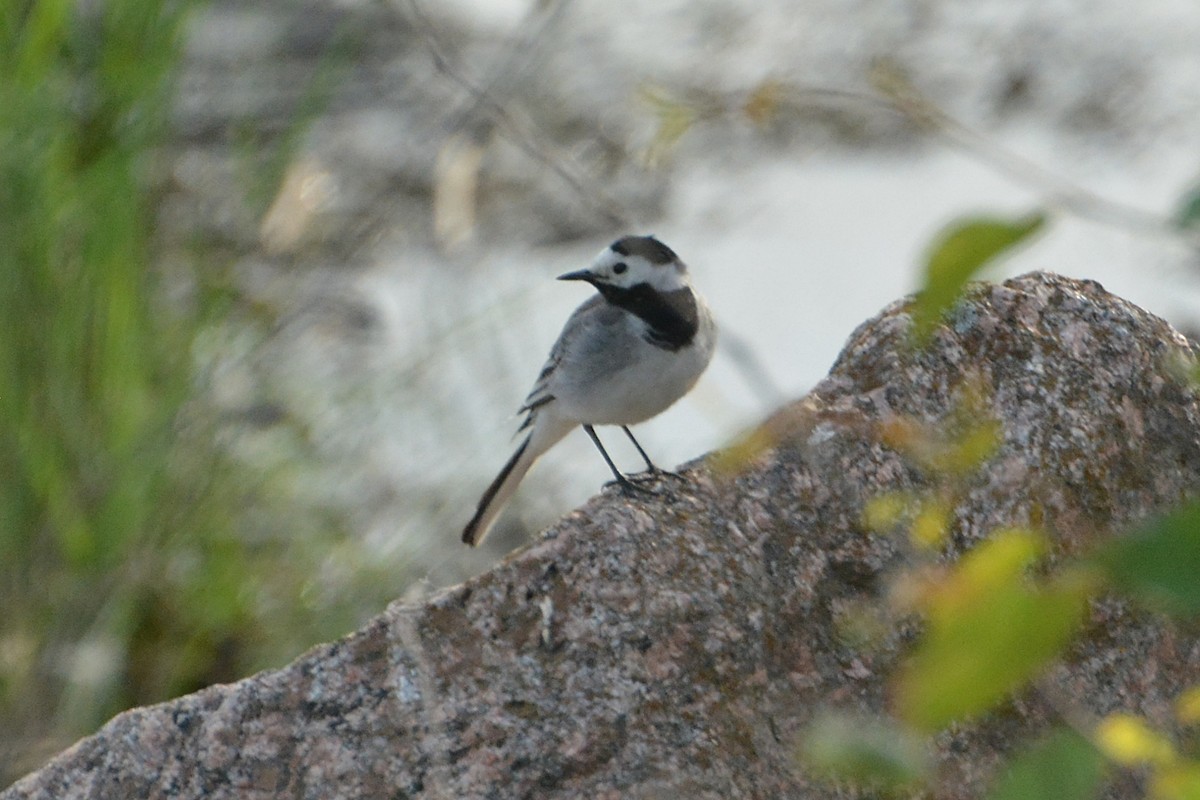 White Wagtail - ML619934417