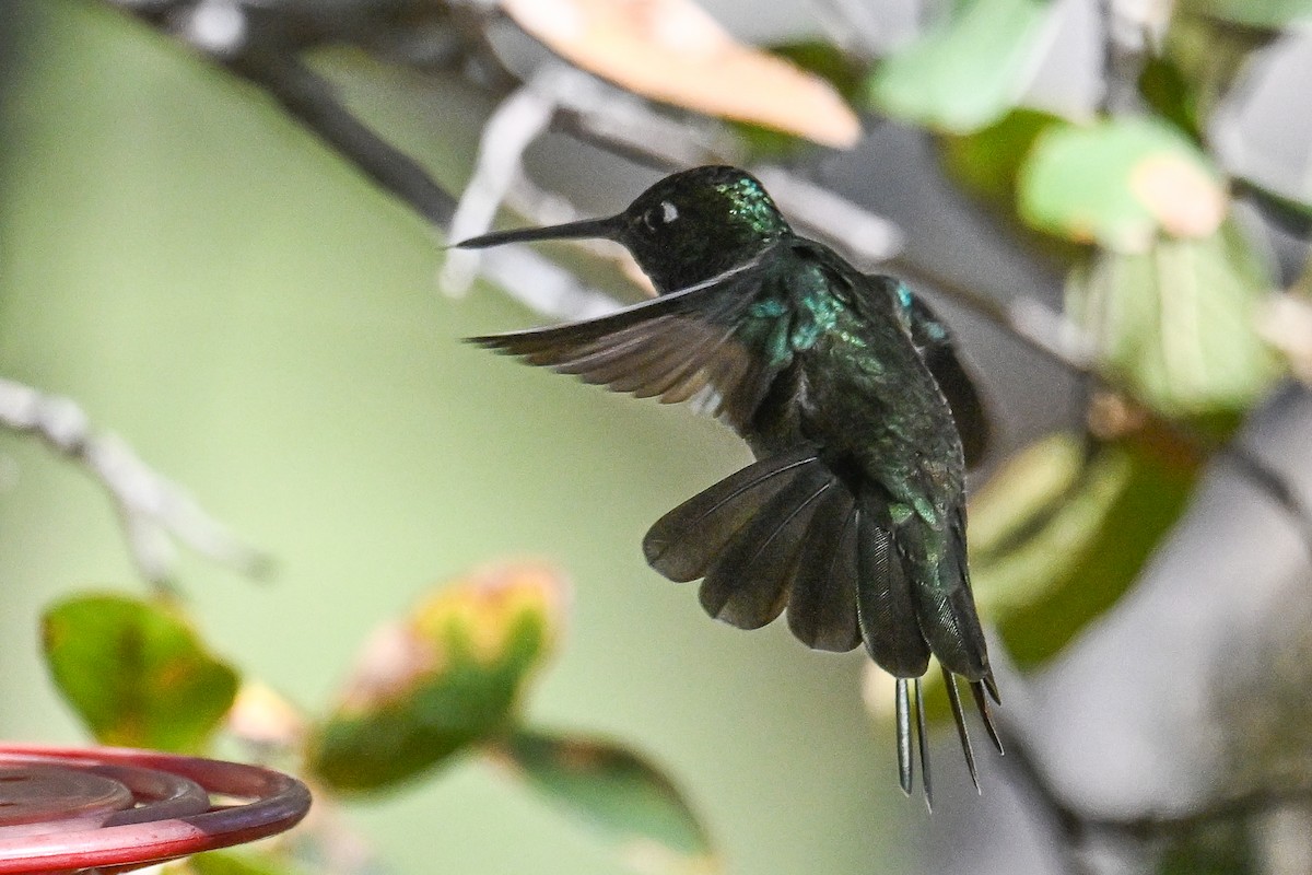 kolibřík skvostný - ML619934429