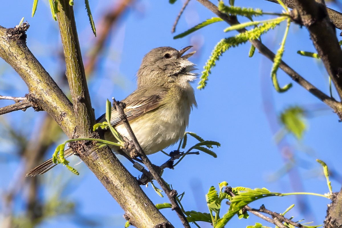 Bell's Vireo - ML619934430