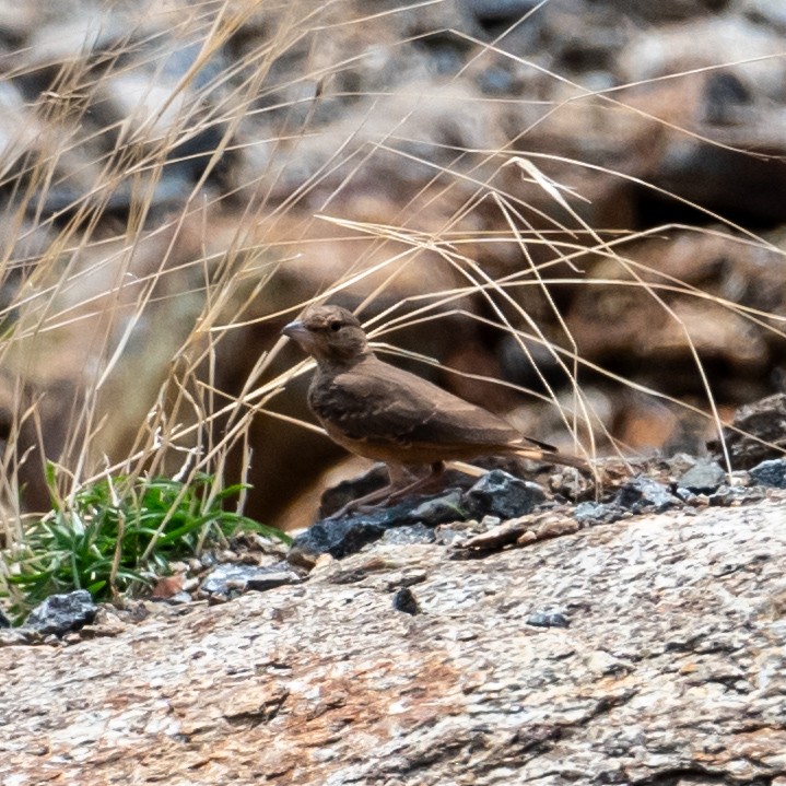 Rufous-tailed Lark - ML619934436