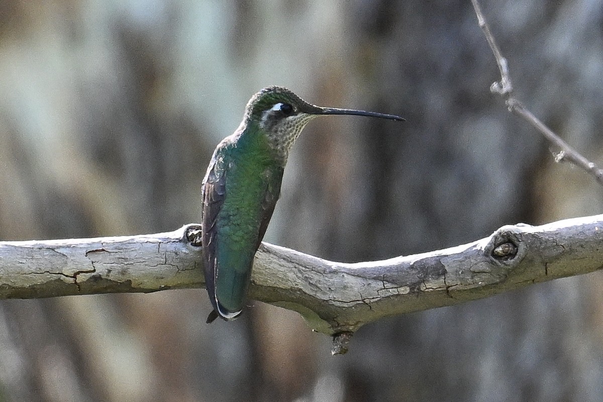 kolibřík skvostný - ML619934440