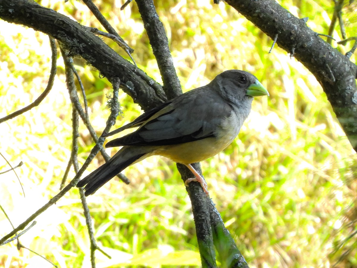 Black-and-yellow Grosbeak - ML619934452