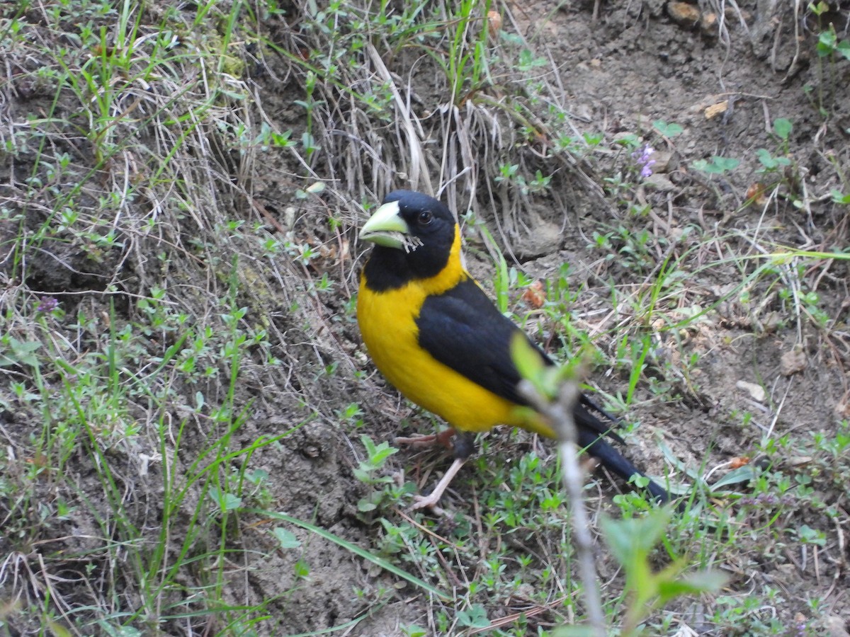 Black-and-yellow Grosbeak - ML619934453