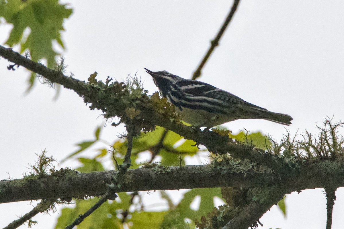 Black-and-white Warbler - ML619934459