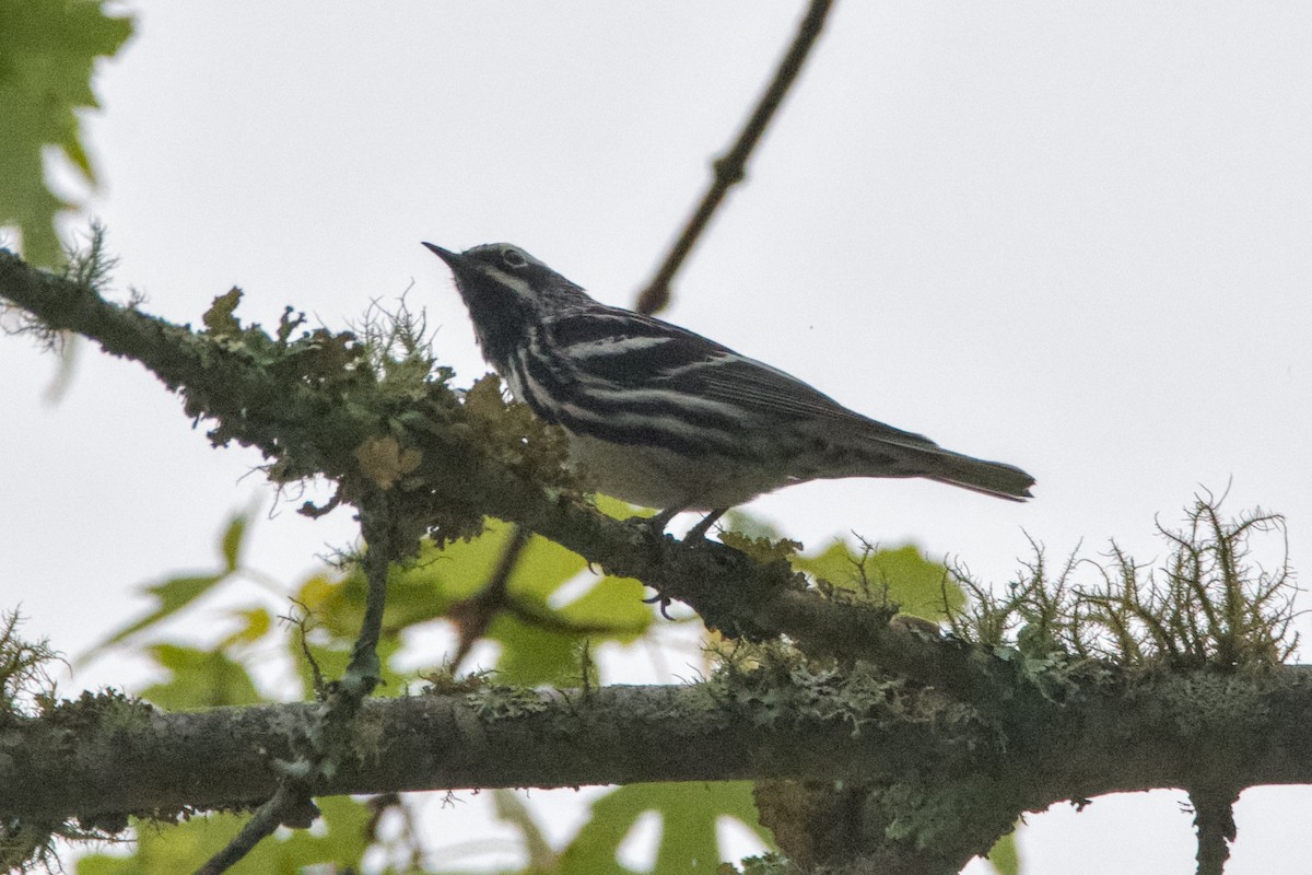 Black-and-white Warbler - ML619934460
