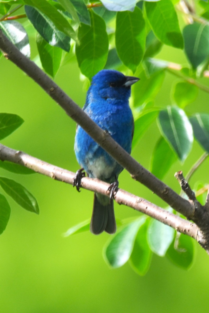 Indigo Bunting - ML619934471