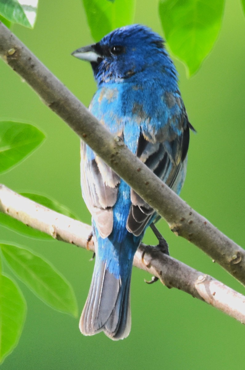 Indigo Bunting - ML619934478