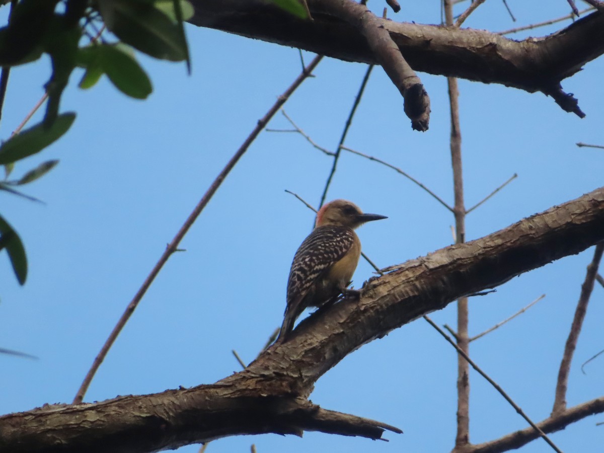 Red-crowned Woodpecker - ML619934490