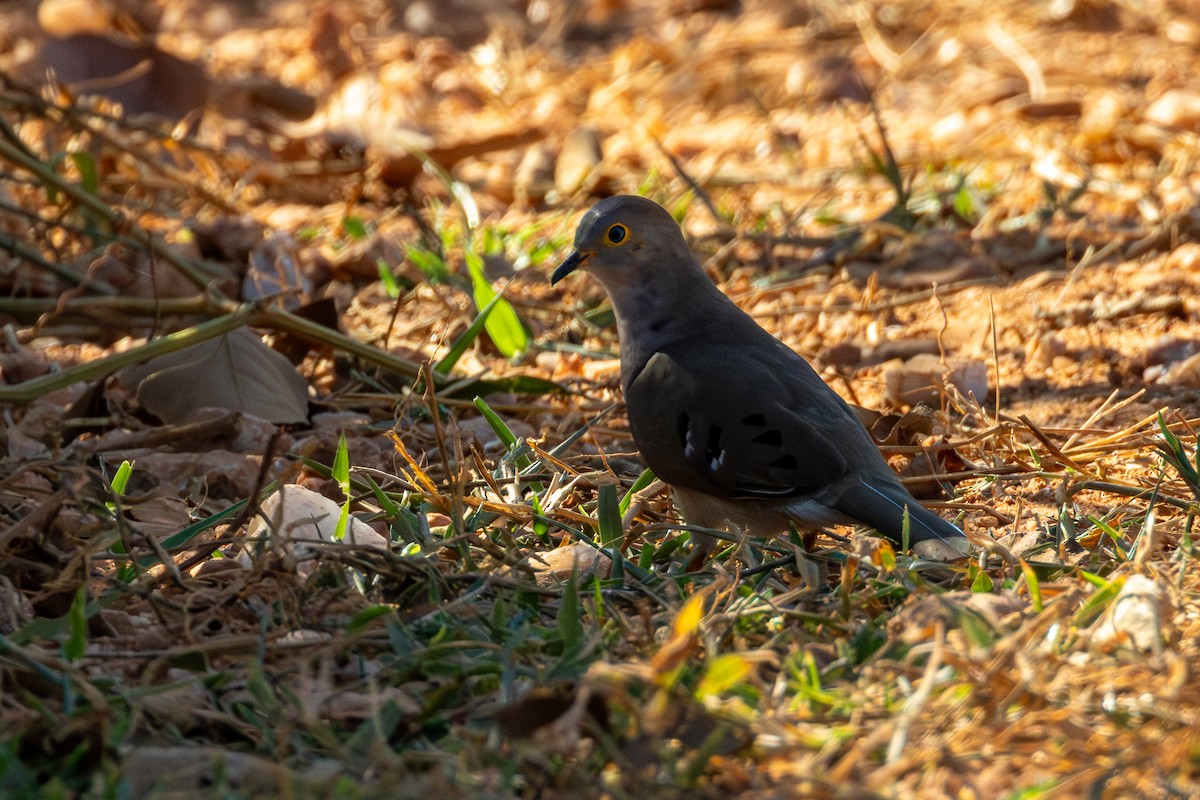 Long-tailed Ground Dove - ML619934491