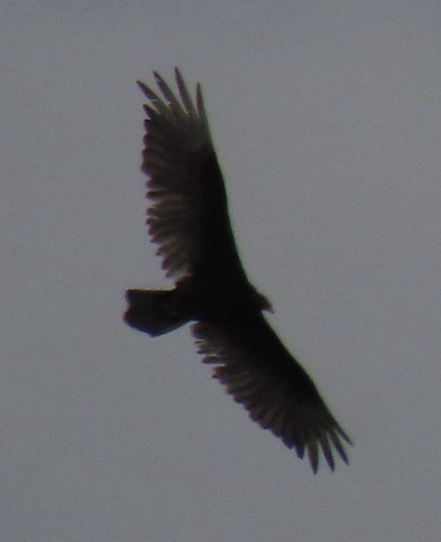 Turkey Vulture - ML619934508