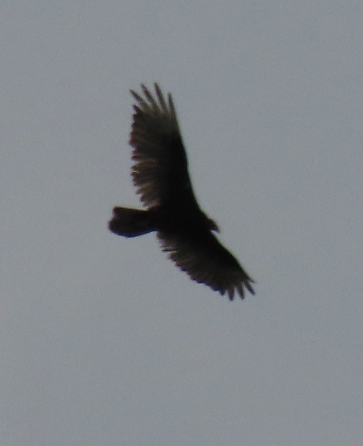 Turkey Vulture - ML619934517